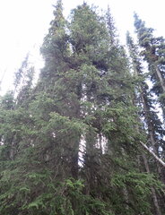 Picea glauca × engelmannii