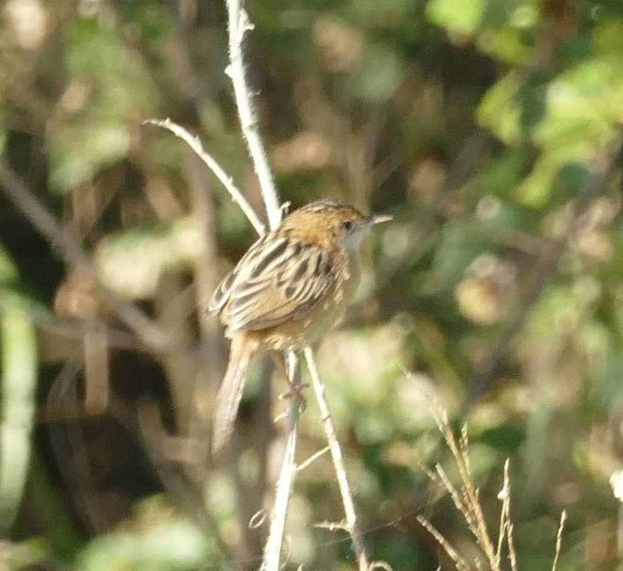 Golden-headed Cisticola