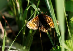 Melitaea menetriesi