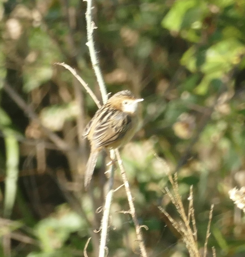Golden-headed Cisticola