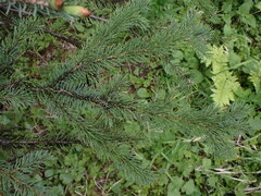 Picea glauca × engelmannii