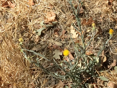 Malacothrix sonchoides