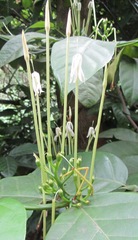 Oxyanthus pyriformis