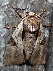 Xestia elimata