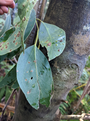 Eucalyptus delegatensis