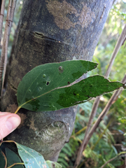 Eucalyptus delegatensis