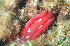 Hexabranchus sanguineus