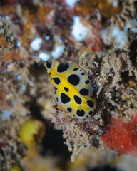 Phyllidia polkadotsa