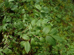 Vaccinium myrtillus
