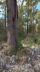 Xanthorrhoea concava