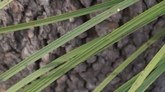 Xanthorrhoea concava