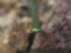 Xanthorrhoea concava