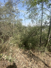 Quercus microphylla