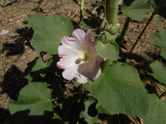 Alcea rosea