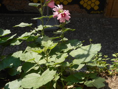 Alcea rosea