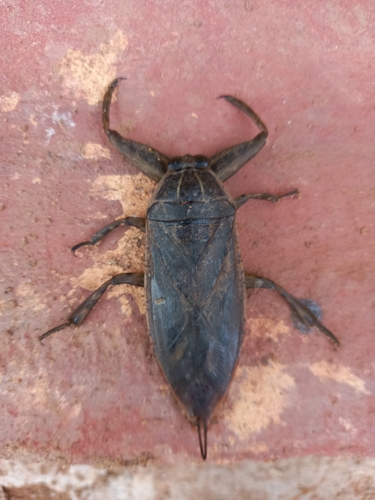 African Giant Water Bug