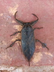 Lethocerus cordofanus