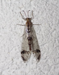 Dendroleon pantherinus