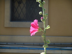 Alcea rosea