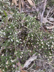 Cryptandra tomentosa