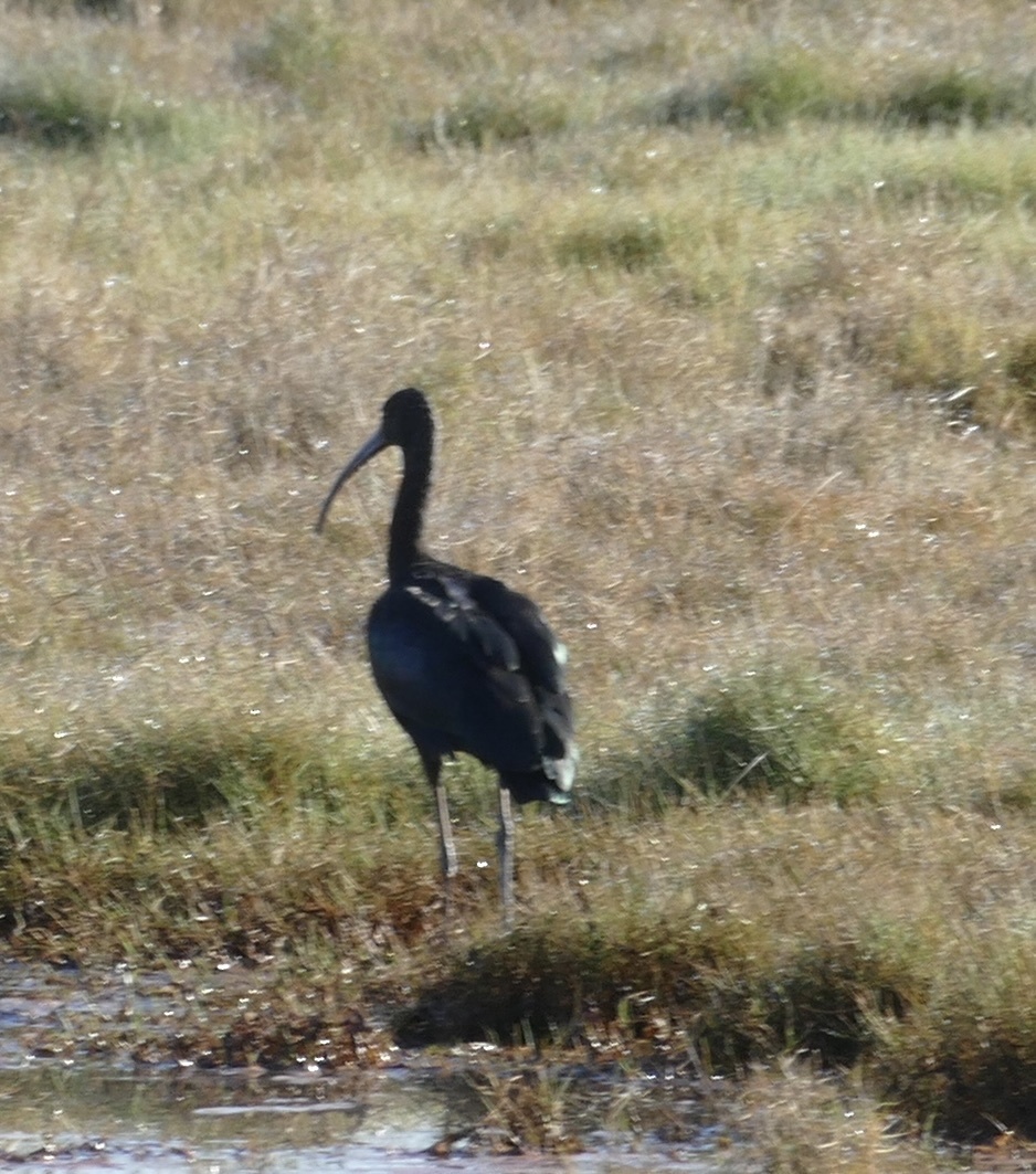 Glossy Ibis