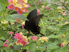Papilio bianor