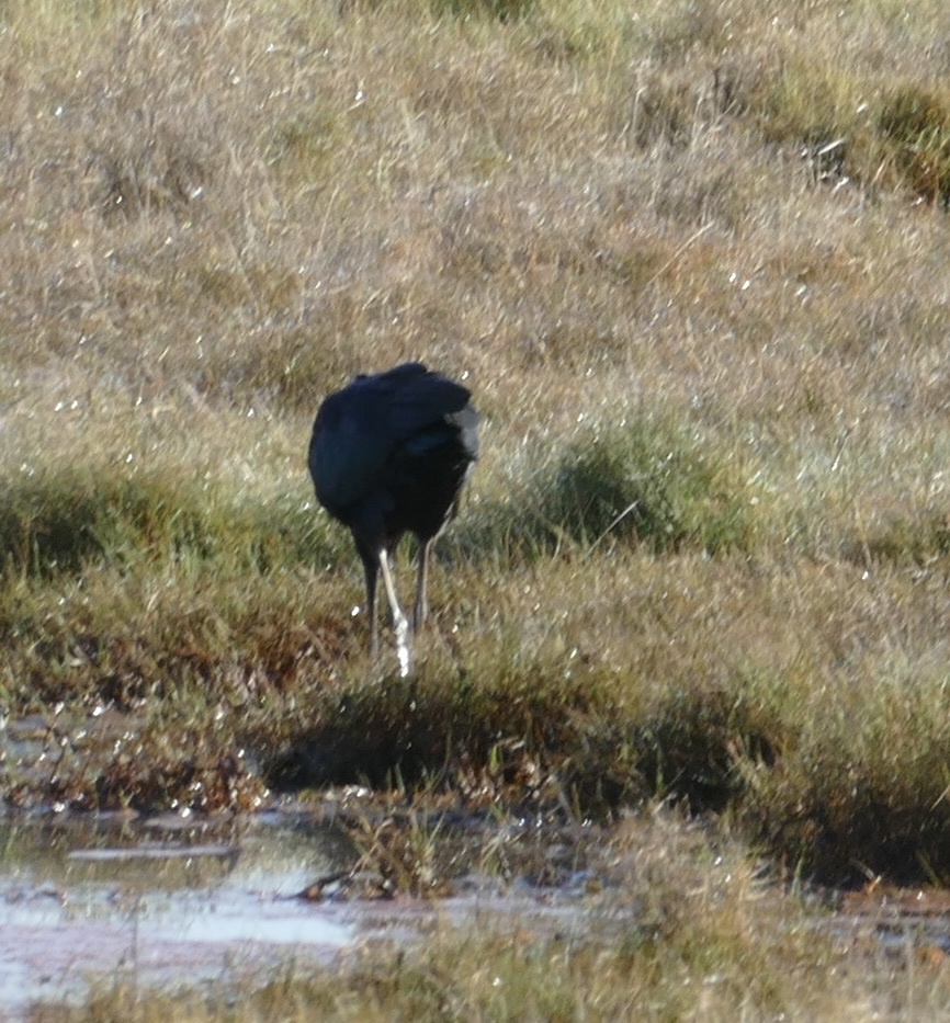 Glossy Ibis