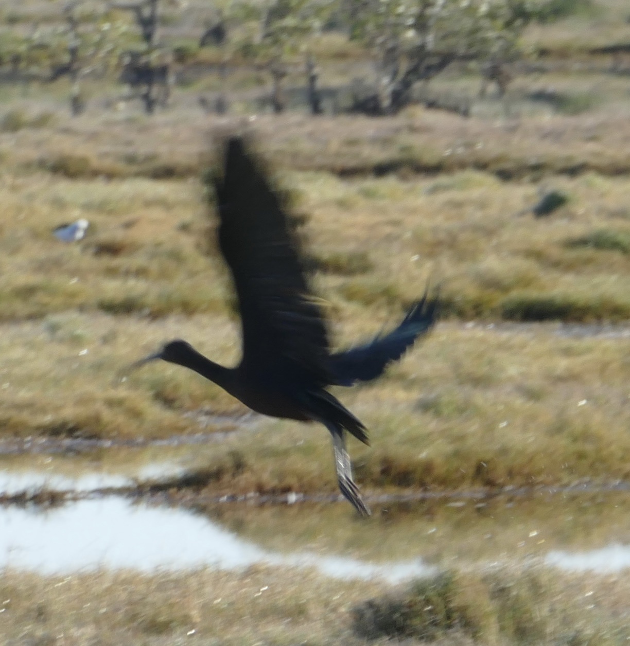 Glossy Ibis