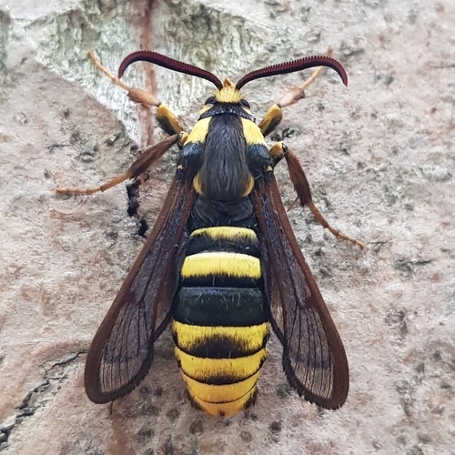 Hornet Moth (Sesia apiformis)