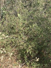 Quercus microphylla