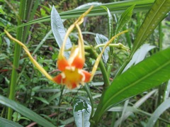 Strophanthus speciosus