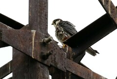 Falco subbuteo subbuteo