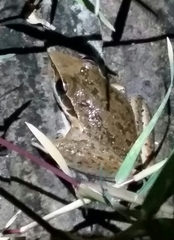 Litoria nasuta