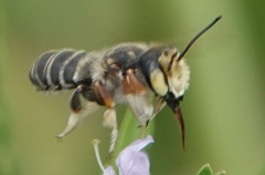 Megachile albitarsis