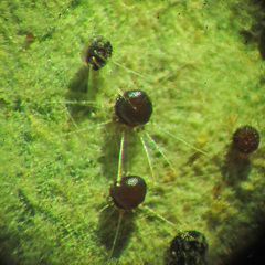 Phyllactinia