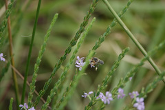 Megachile albitarsis