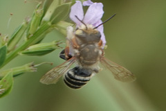 Megachile albitarsis