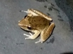 Litoria nasuta