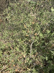Quercus microphylla