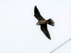 Falco subbuteo subbuteo