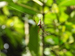 Leucauge wulingensis