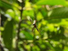 Leucauge wulingensis