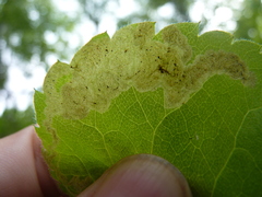 Liriomyza limopsis