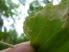 Liriomyza limopsis