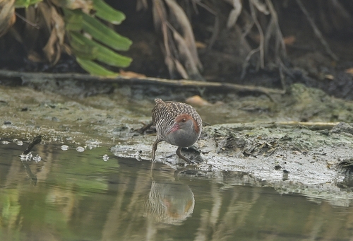 Slaty-breasted Rail (Lewinia striata), photo 10