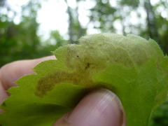 Liriomyza limopsis