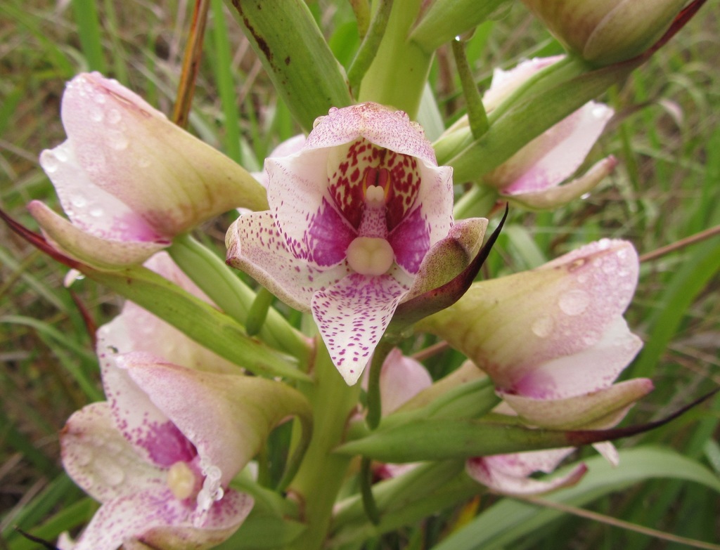 Disa campestris