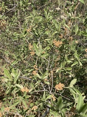 Quercus microphylla