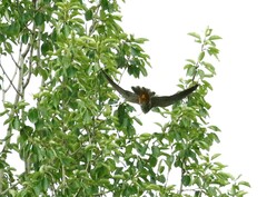 Falco subbuteo subbuteo