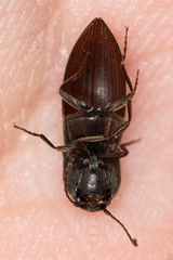 Agriotes obscurus
